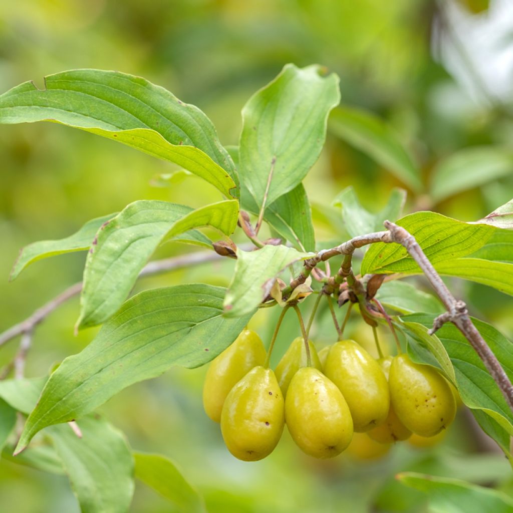 Cornus mas Jolico - European Cornel