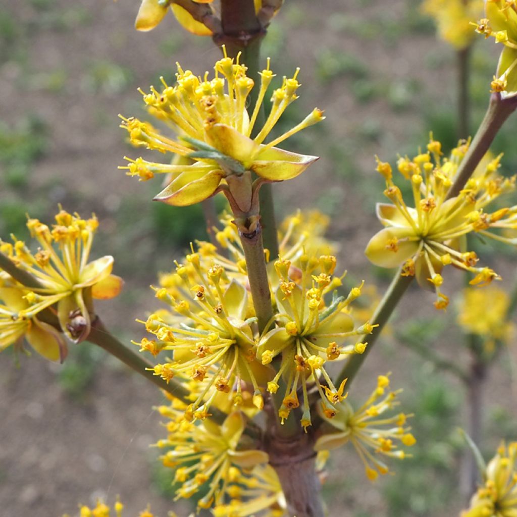 Cornus mas Jolico - European Cornel