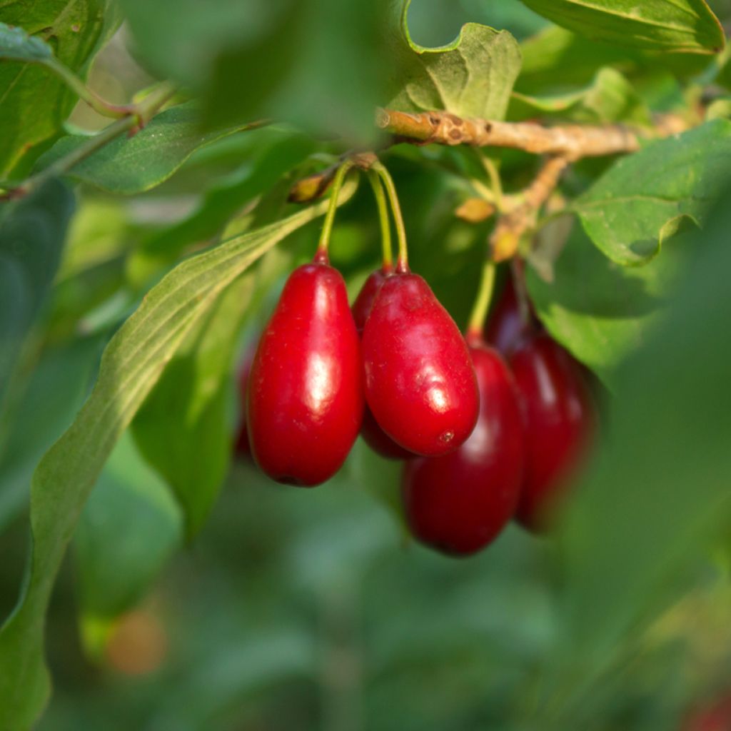 Cornus mas Swietljaczok - European Cornel