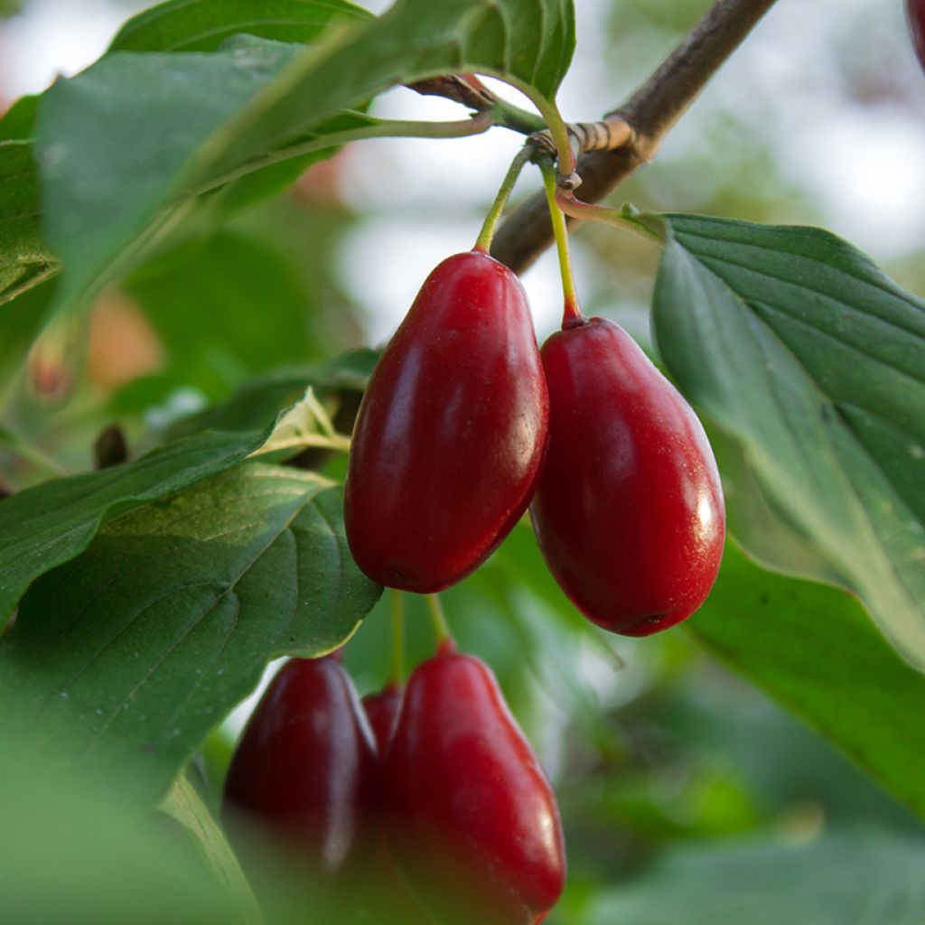 Cornus mas Szafer - European Cornel