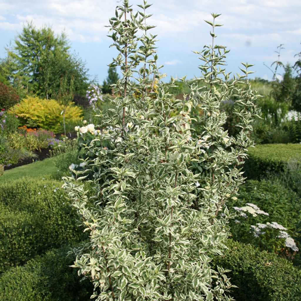 Cornus mas Variegata