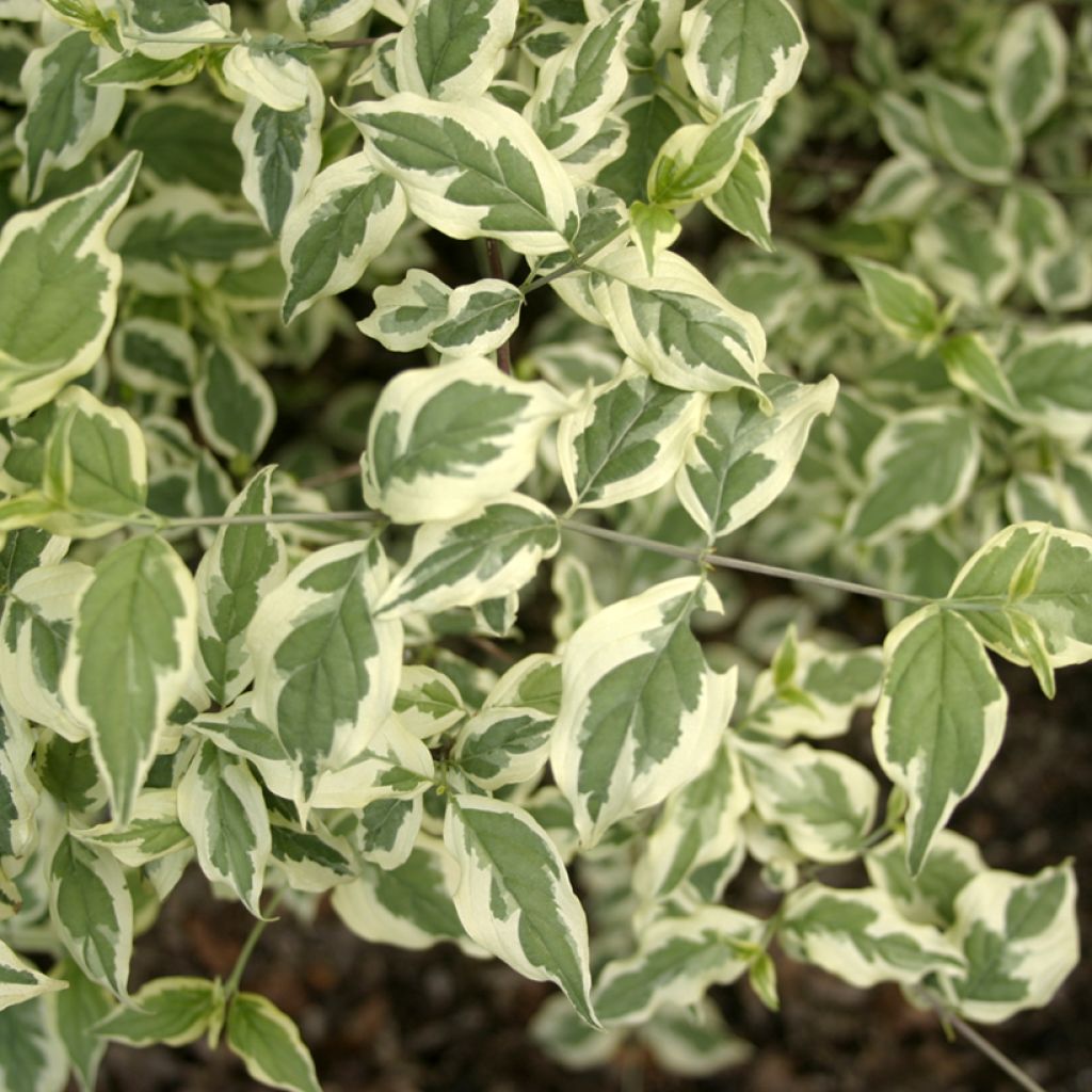 Cornus mas Variegata