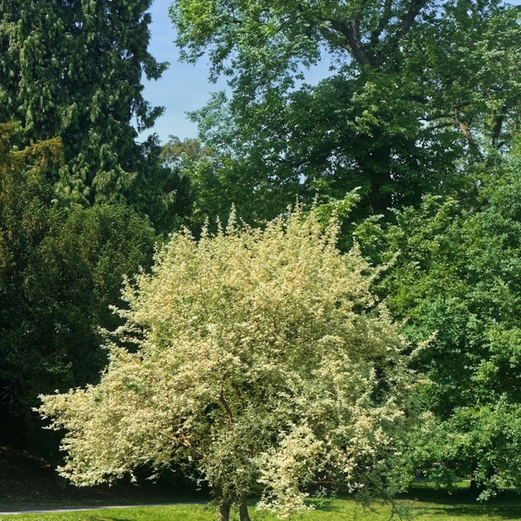 Cornus mas Variegata