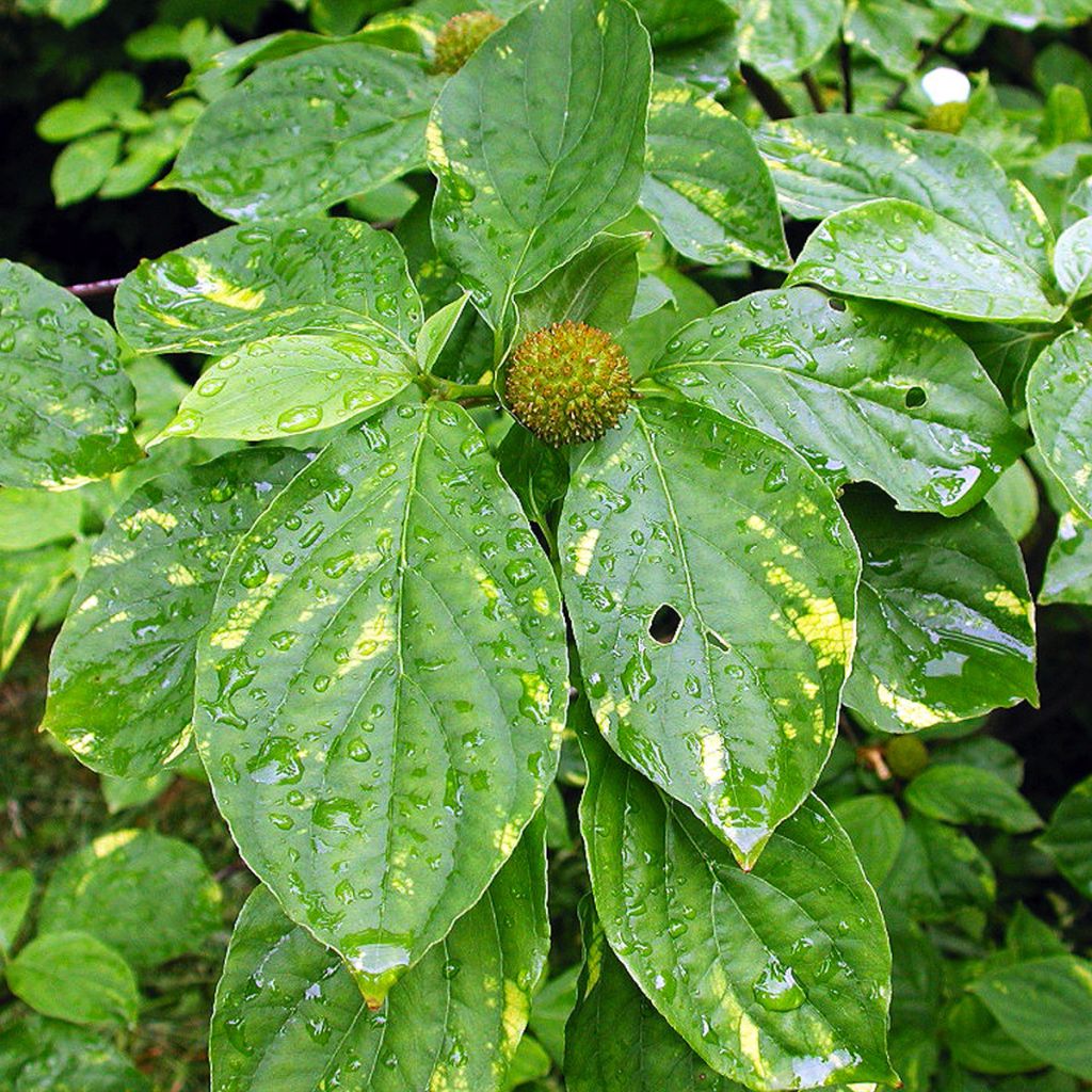 Cornus nuttallii Gold Spot