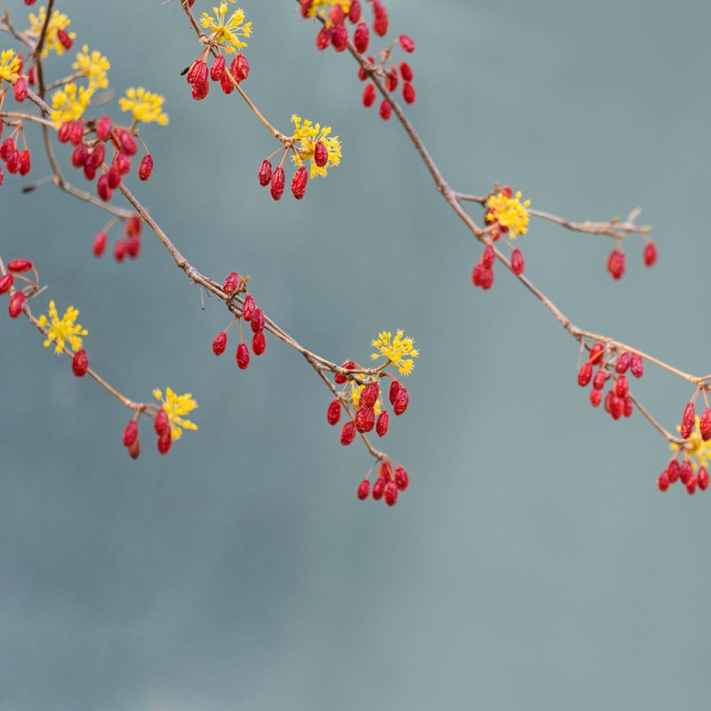 Cornus officinalis - Japanese Cornelian Cherry