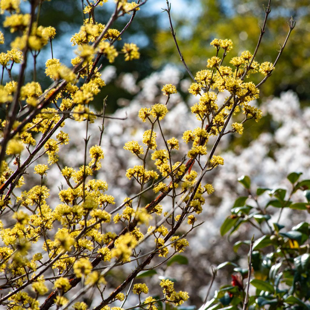 Cornus officinalis - Japanese Cornelian Cherry