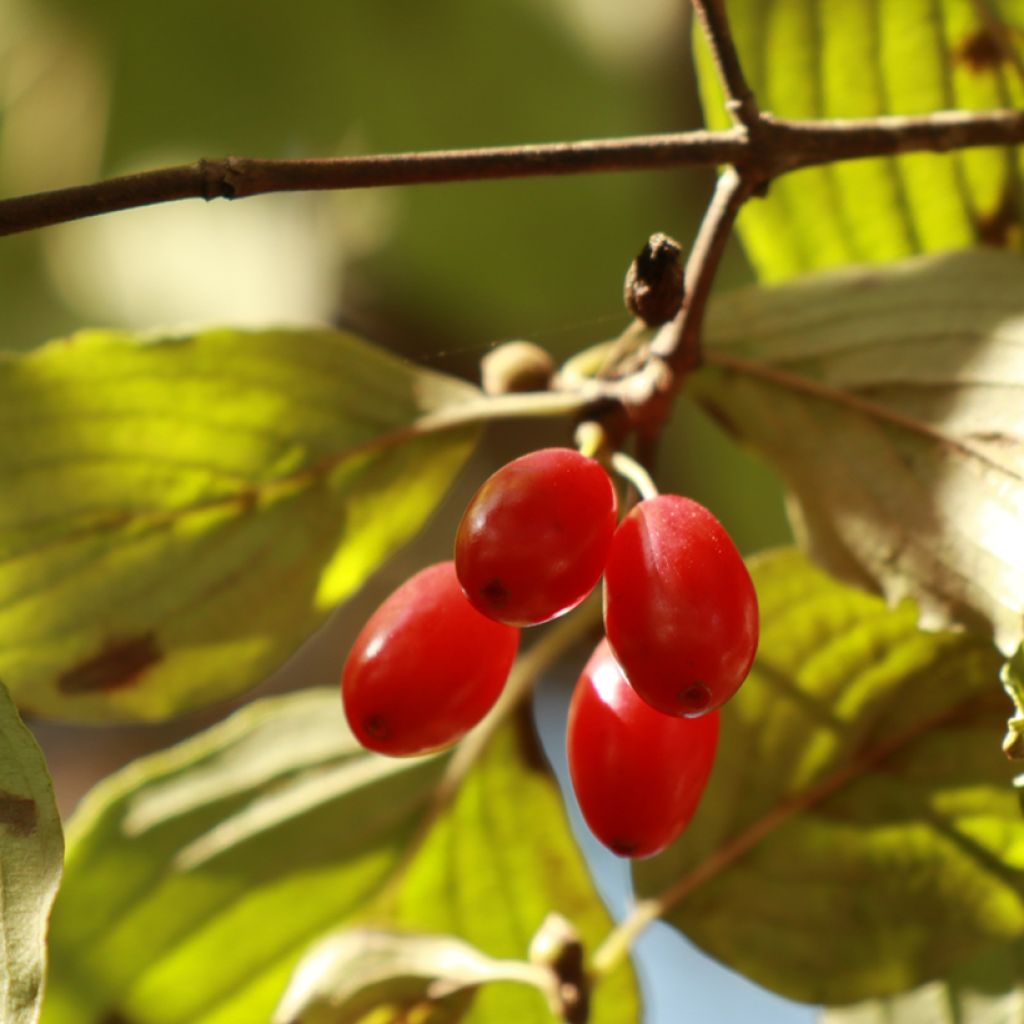 Cornus officinalis - Japanese Cornelian Cherry