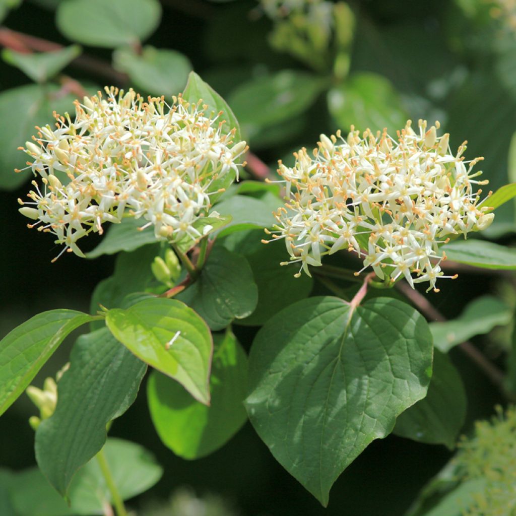 Common Dogwood - Cornus sanguinea