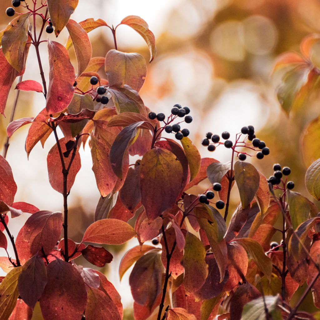 Common Dogwood - Cornus sanguinea