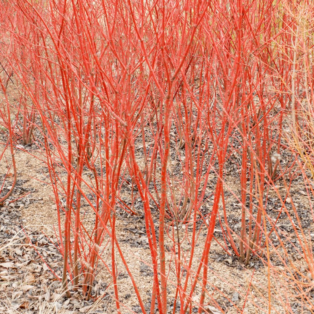 Cornus sanguinea Midwinter Fire - Common Dogwood