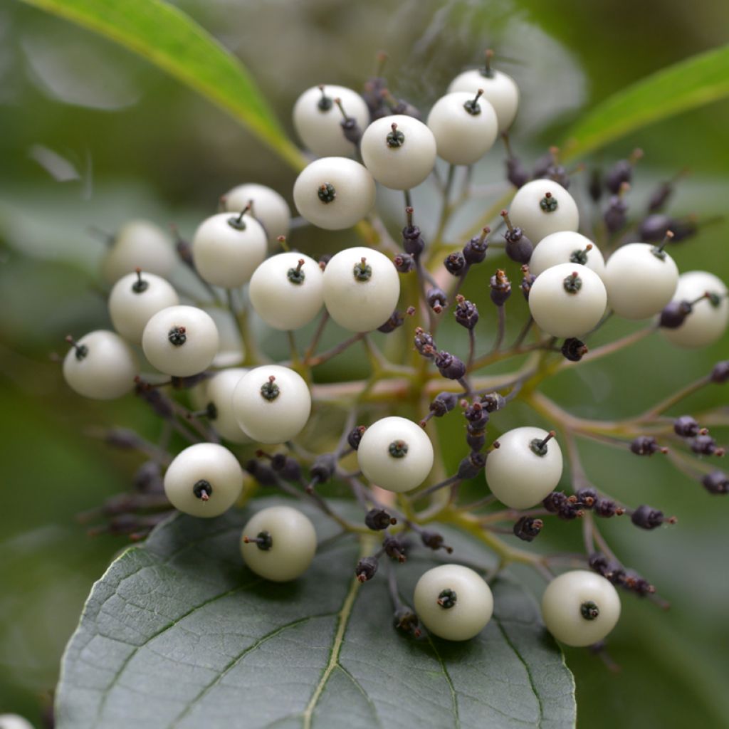 Cornus sericea Baileyi - Stoloniferous Dogwood