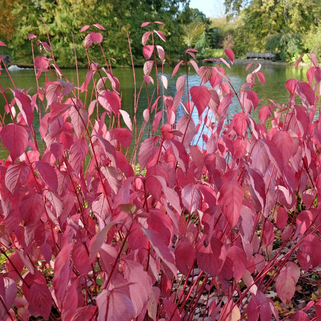 Cornus sericea Baileyi - Stoloniferous Dogwood