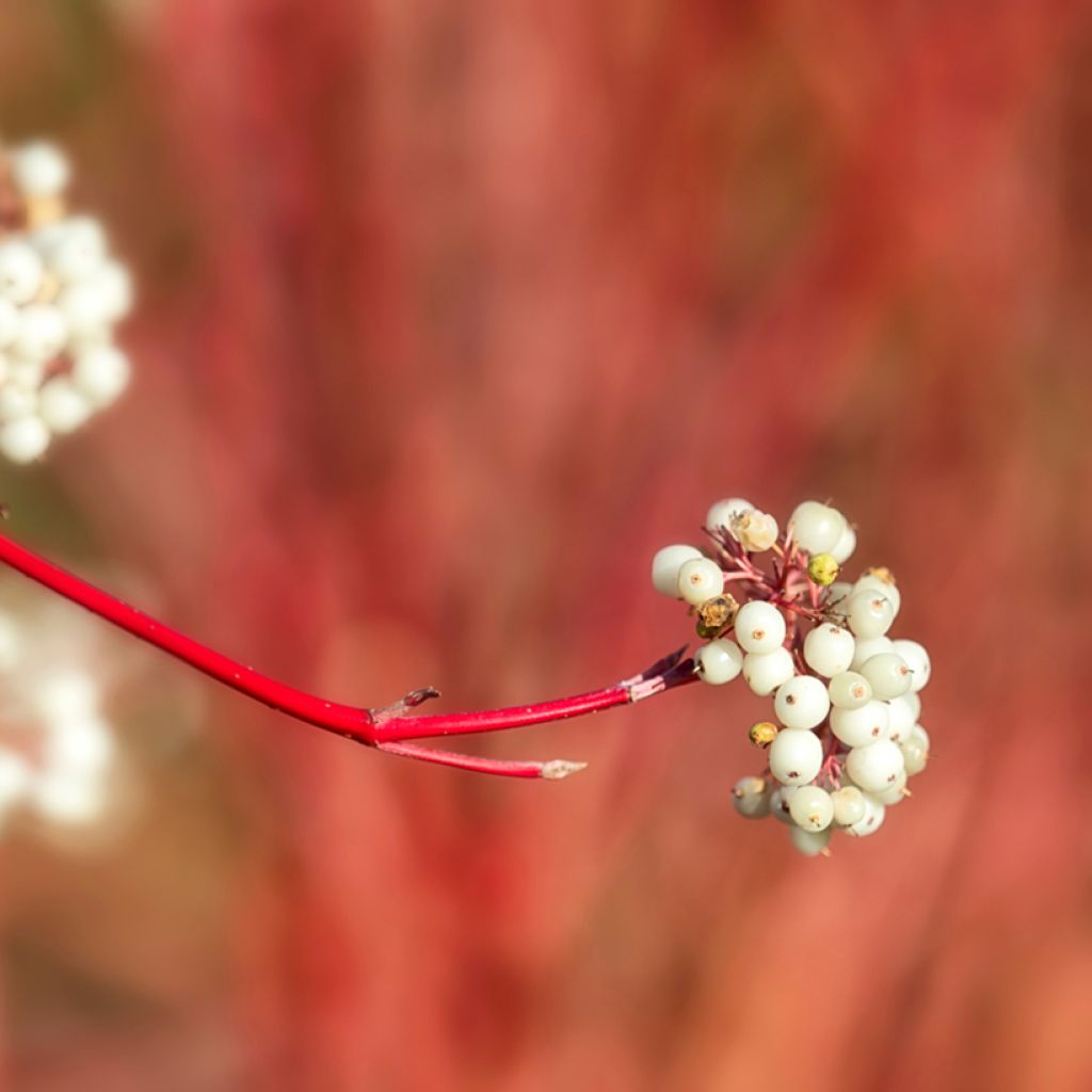 Cornus sericea Cardinal - Stoloniferous Dogwood
