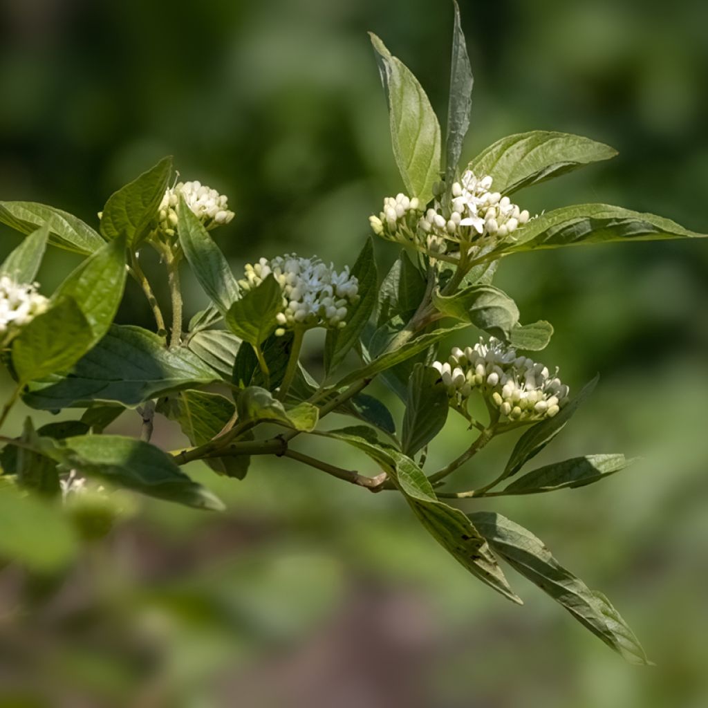 Cornus sericea Cardinal - Stoloniferous Dogwood