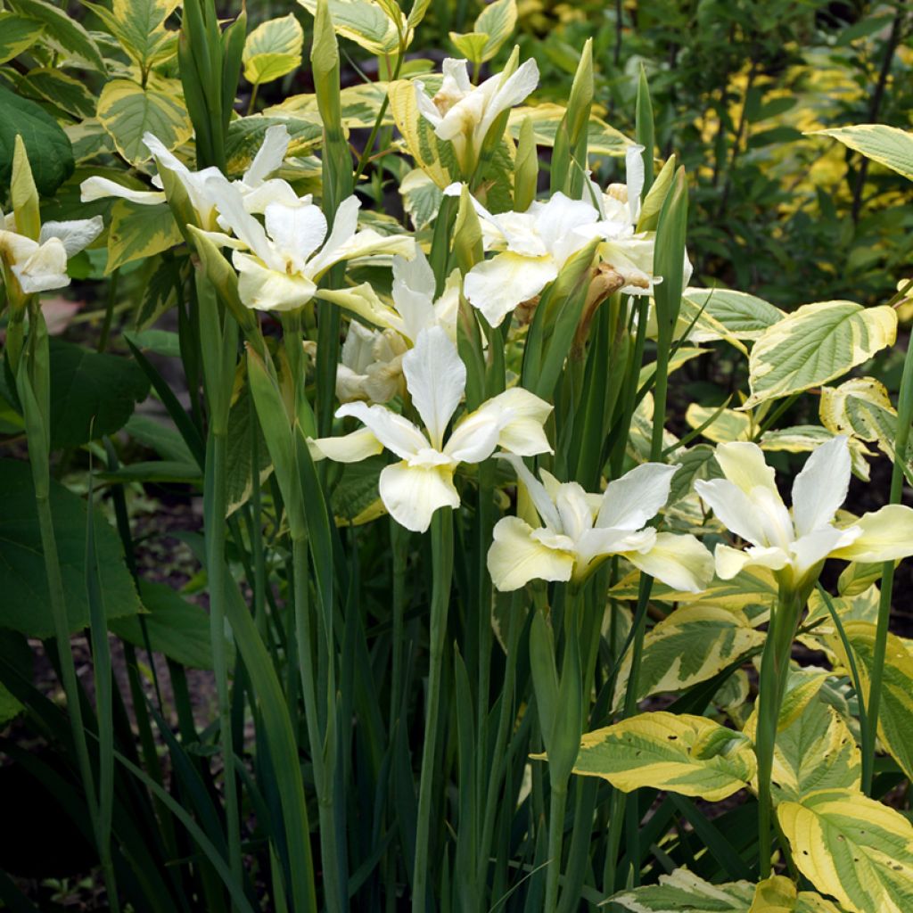 Cornus sericea Hedgerow's Gold - Red osier dogwood