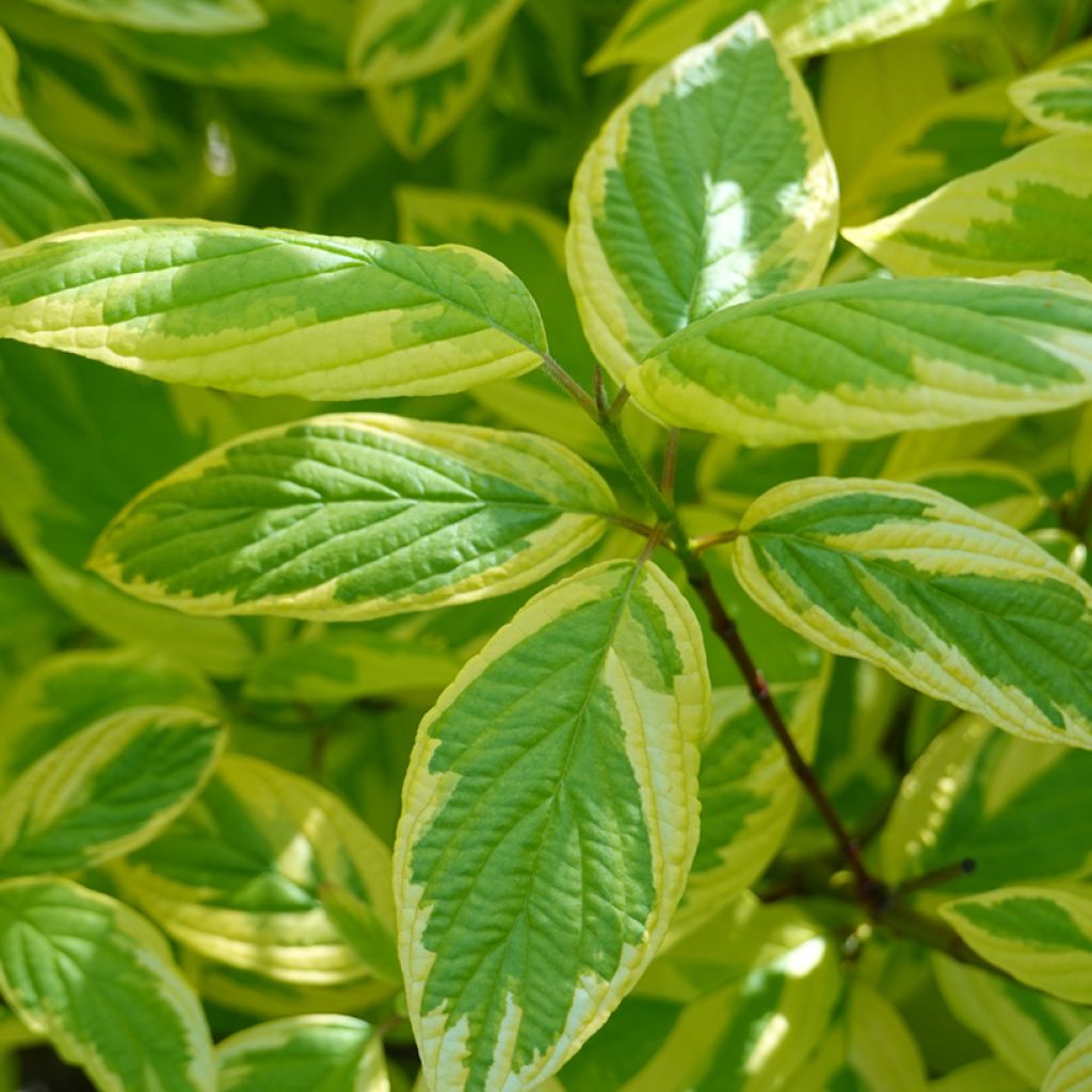 Cornus sericea Hedgerow's Gold - Red osier dogwood