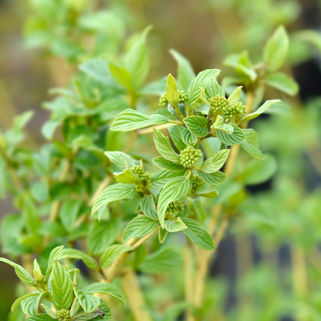 Cornus stolonifera Flaviramea - Stoloniferous Dogwood
