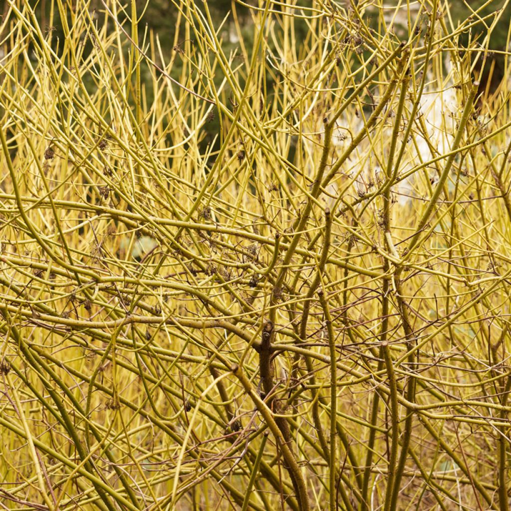 Cornus stolonifera Flaviramea - Stoloniferous Dogwood