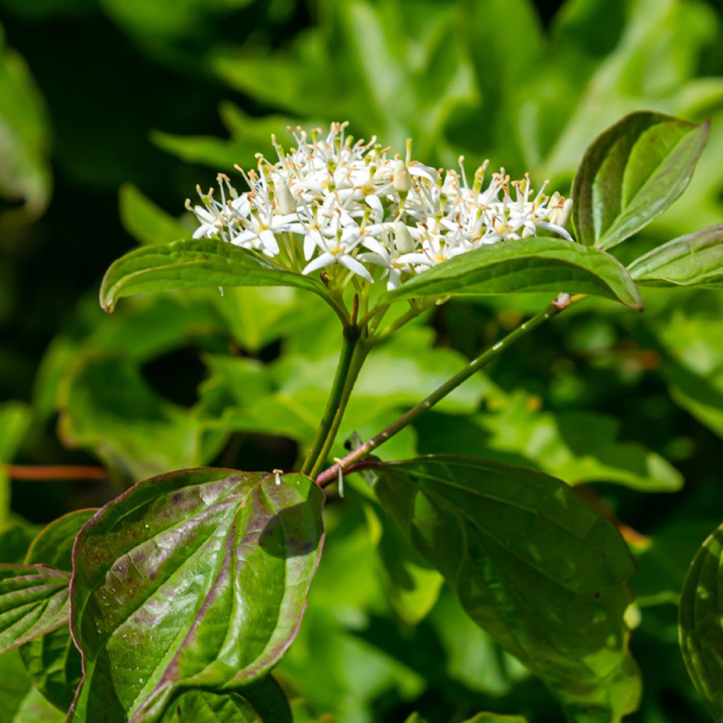 Cornus sanguinea Annys Winter Orange - Common Dogwood