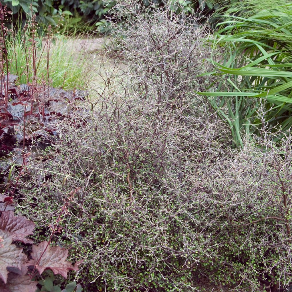 Corokia cotoneaster