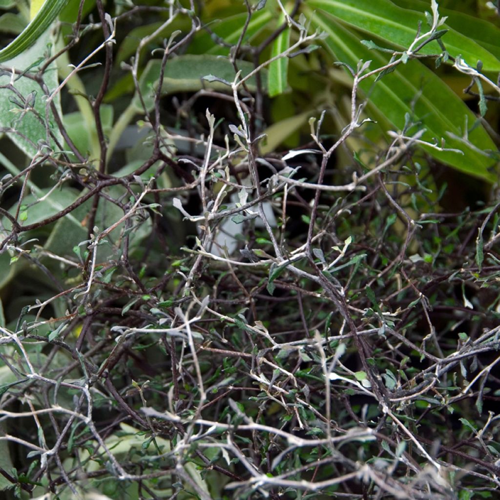 Corokia cotoneaster