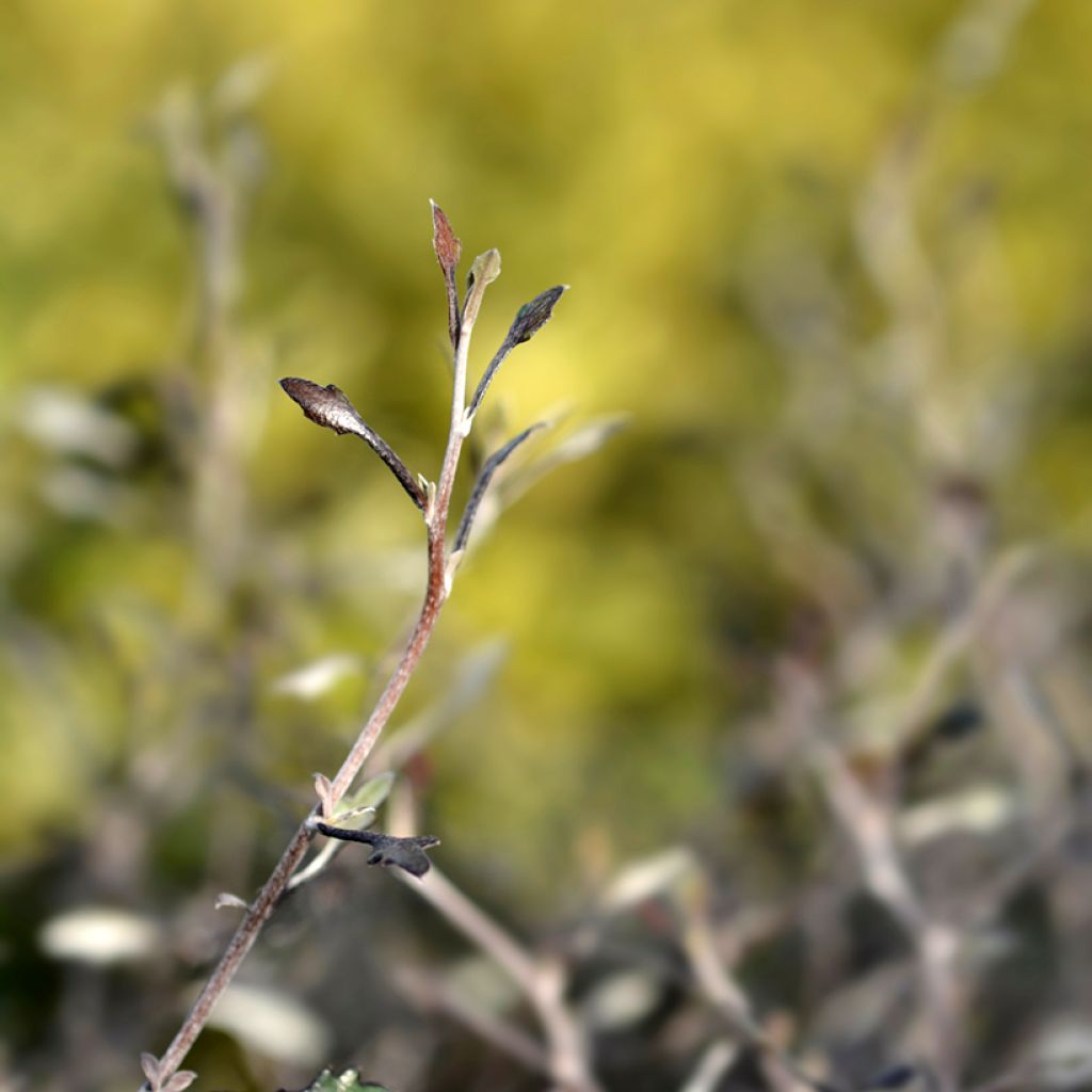 Corokia cotoneaster