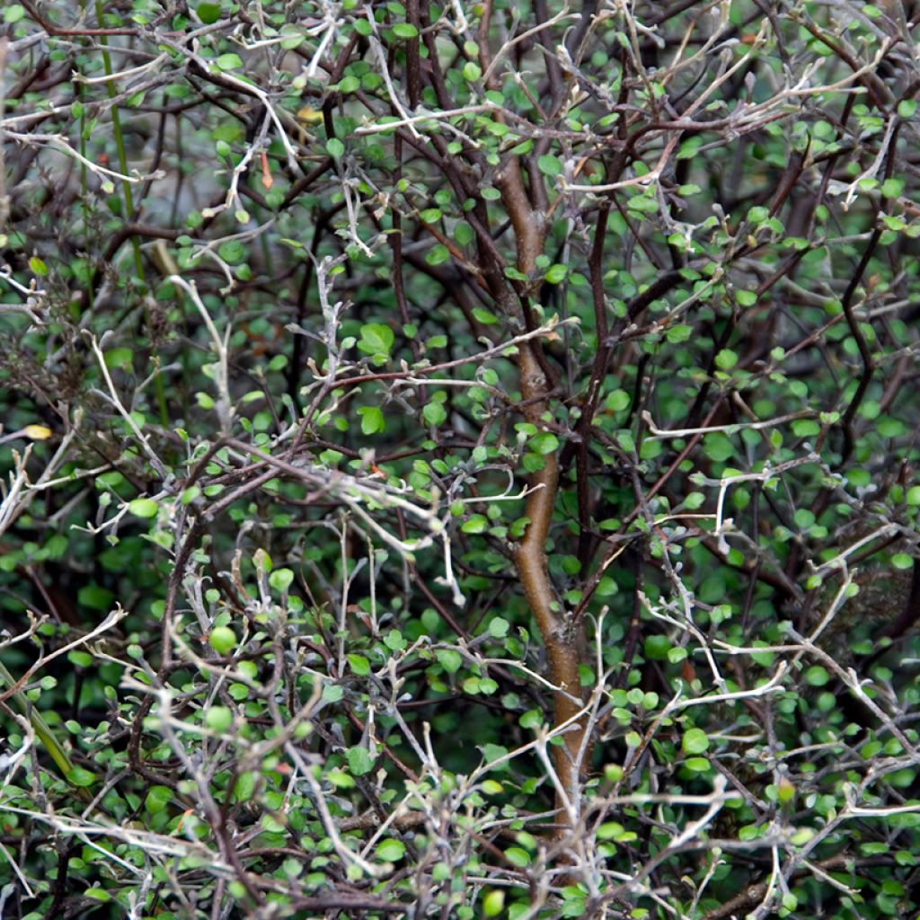 Corokia cotoneaster