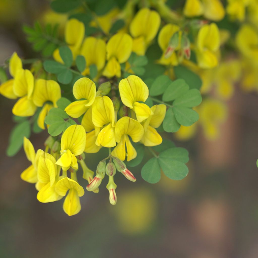 Hippocrepis emerus