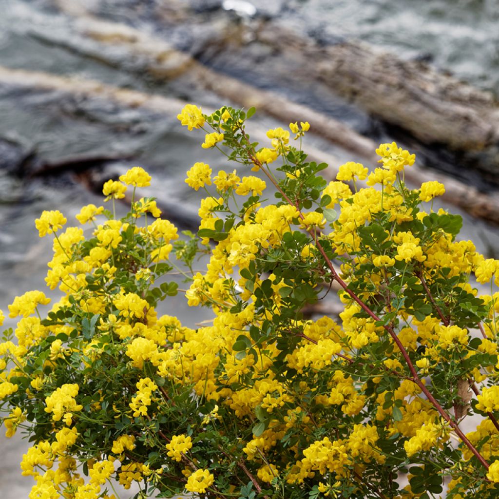 Hippocrepis emerus