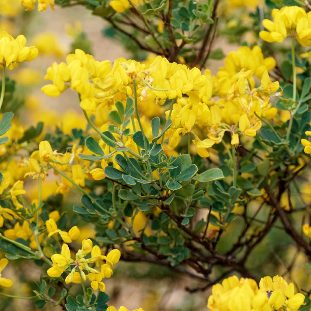 Hippocrepis emerus
