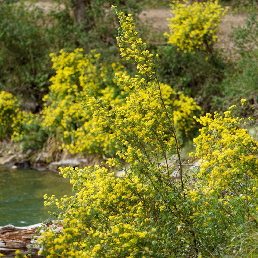 Hippocrepis emerus