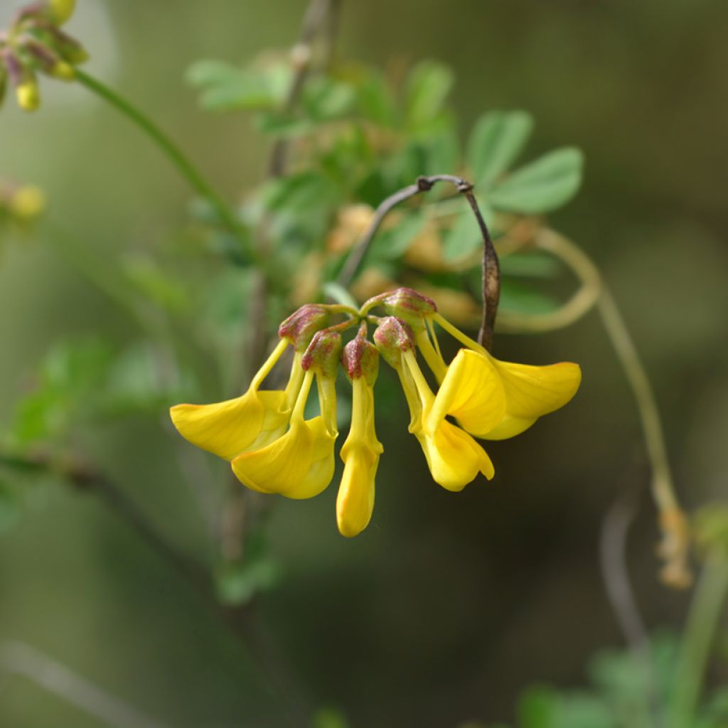 Hippocrepis emerus