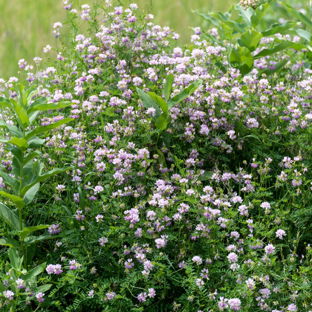 Coronilla varia