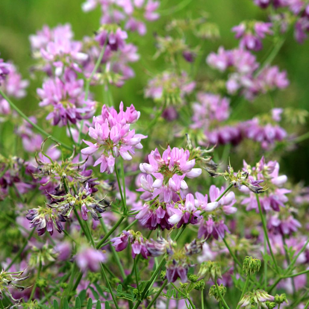Coronilla varia