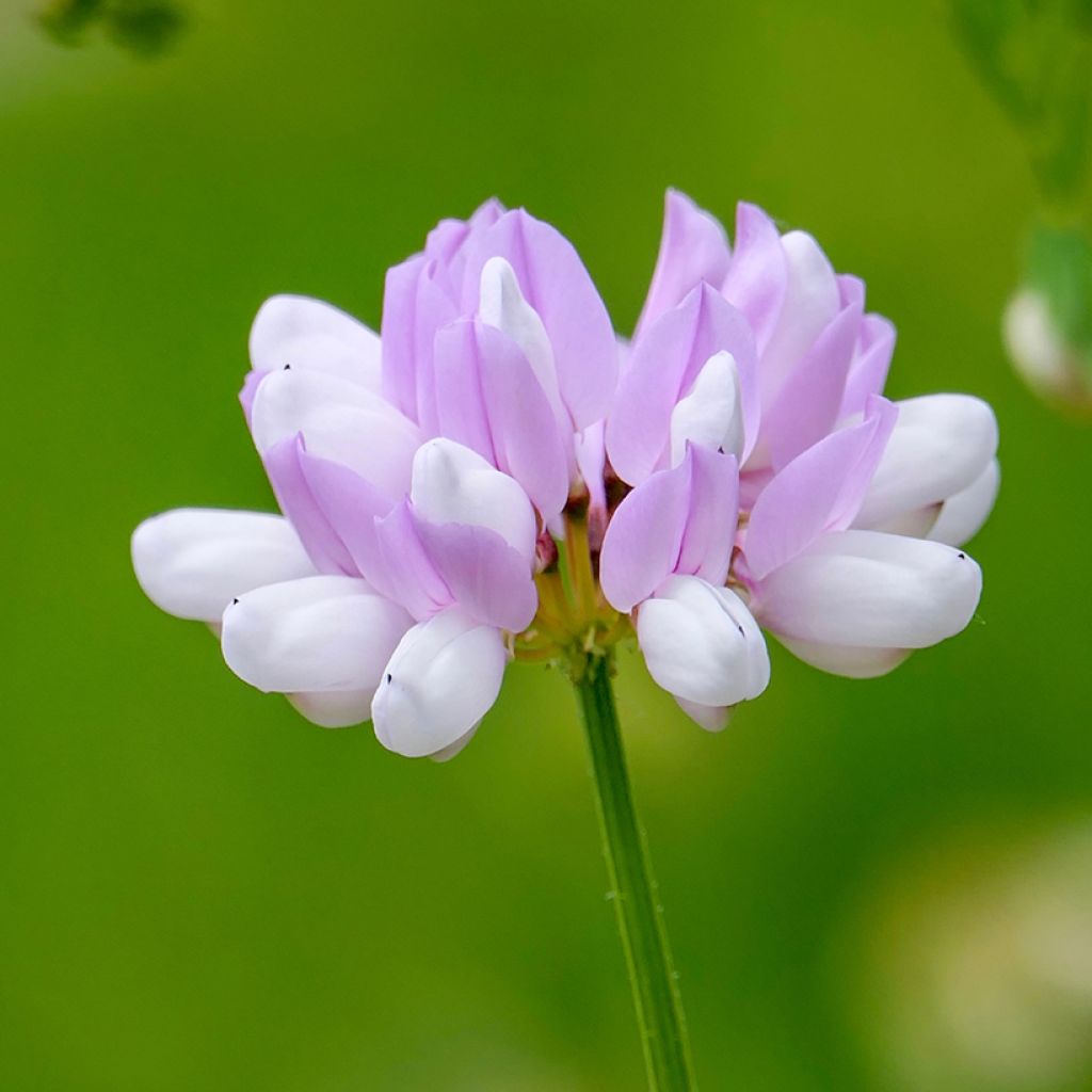 Coronilla varia