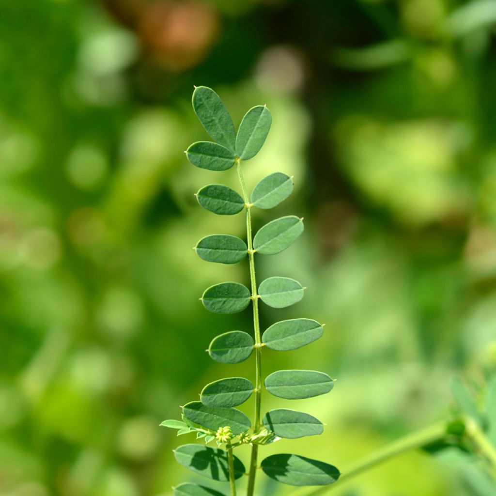 Coronilla varia