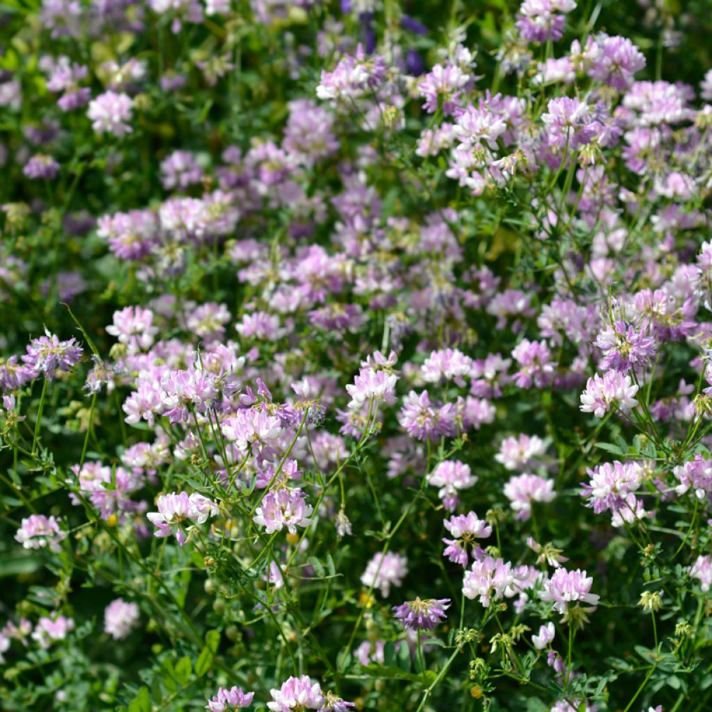 Coronilla varia