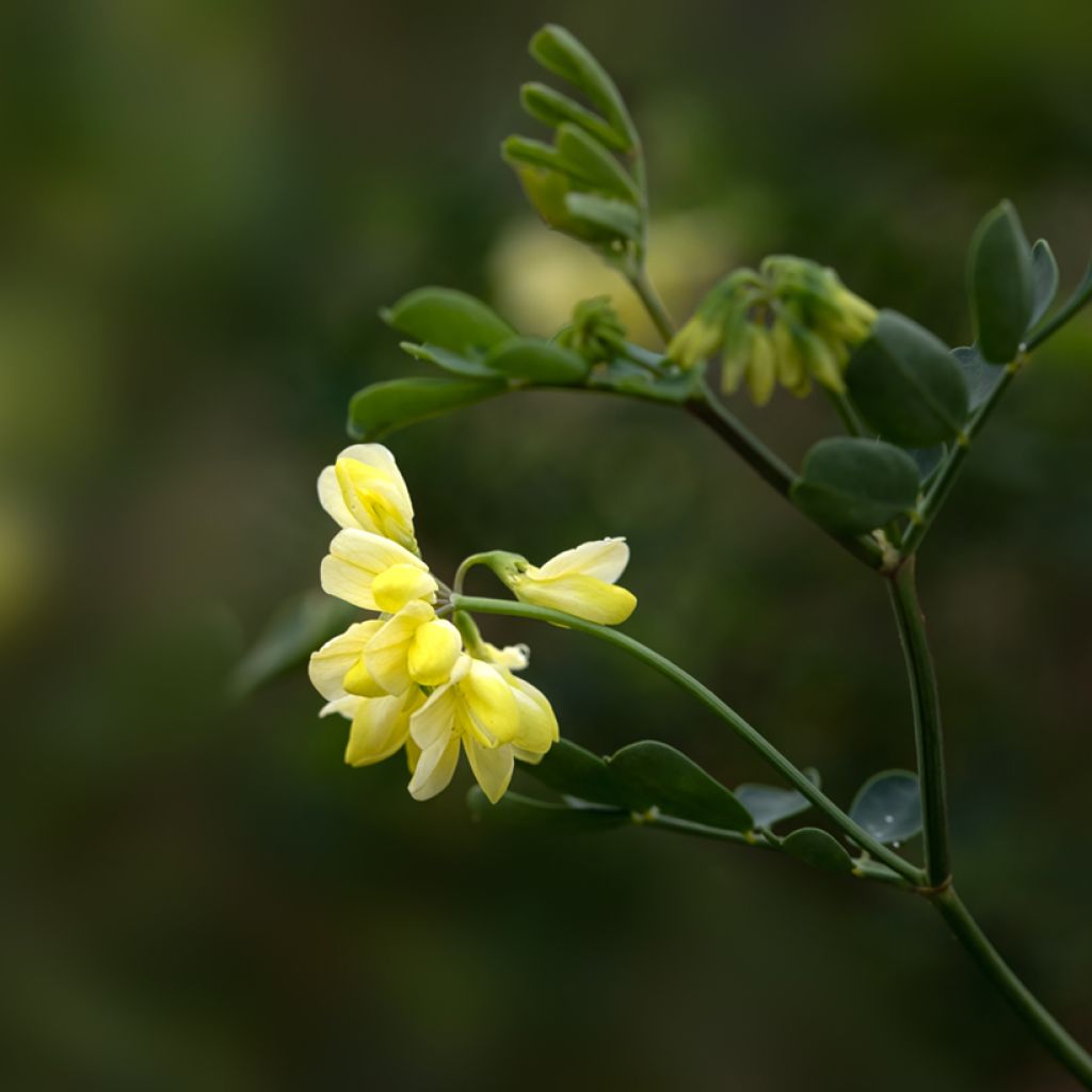 Coronilla valentina subsp. glauca Citrina