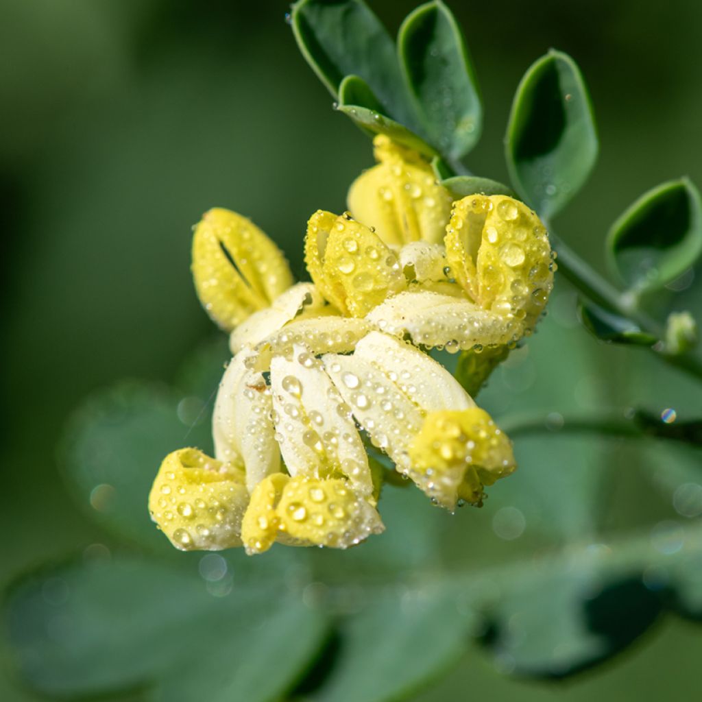Coronilla valentina subsp. glauca Citrina