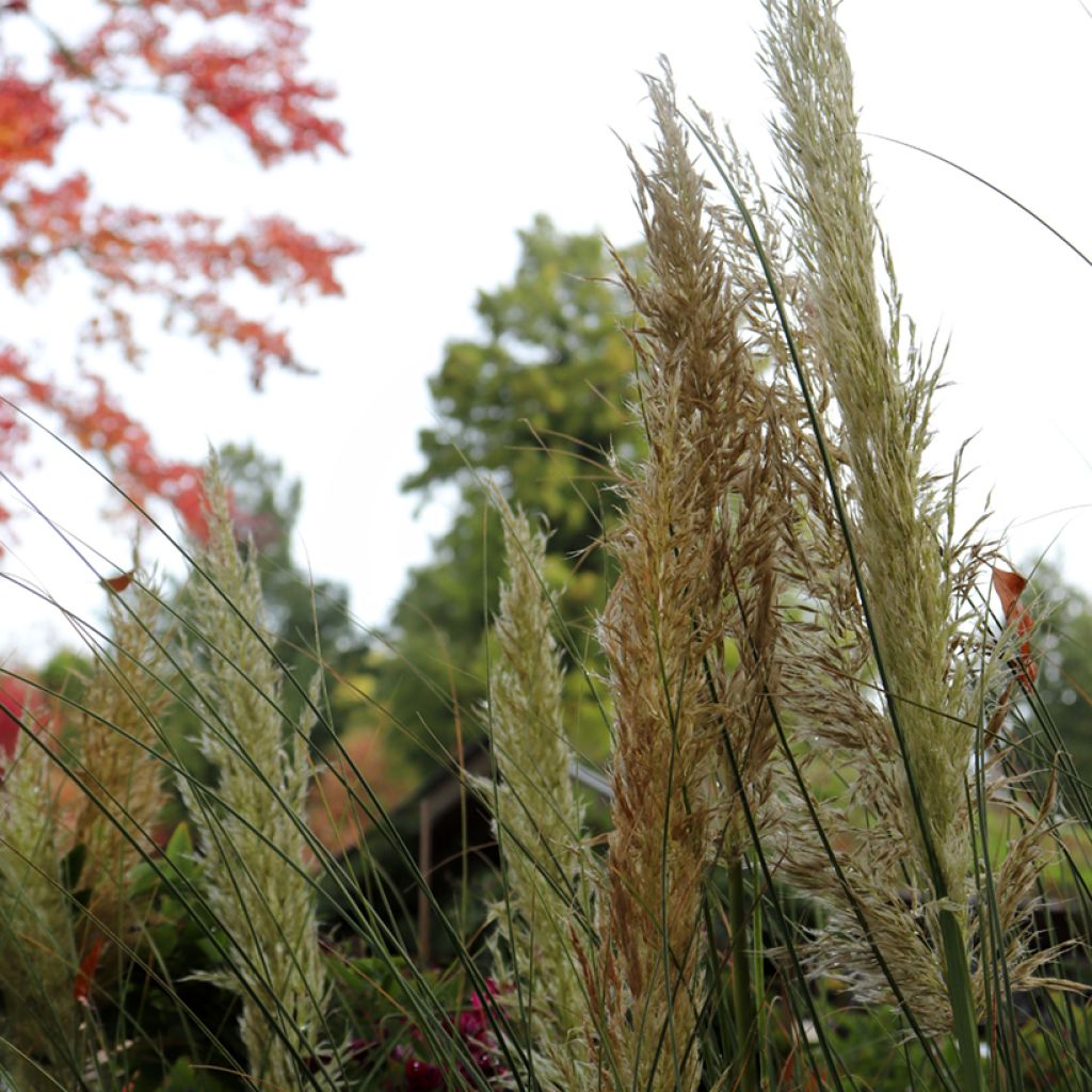 Cortaderia selloana Pumila
