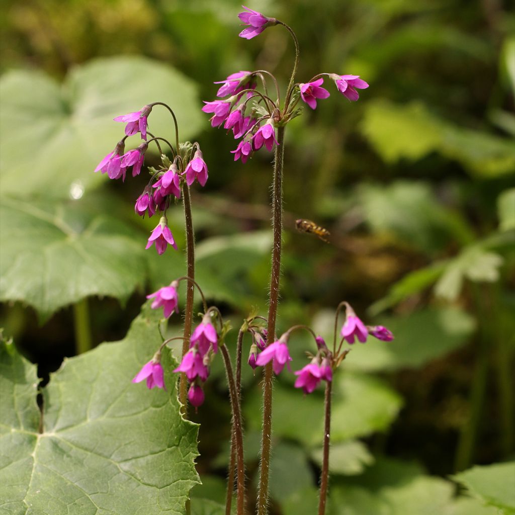 Cortusa matthioli ssp. pekinensis