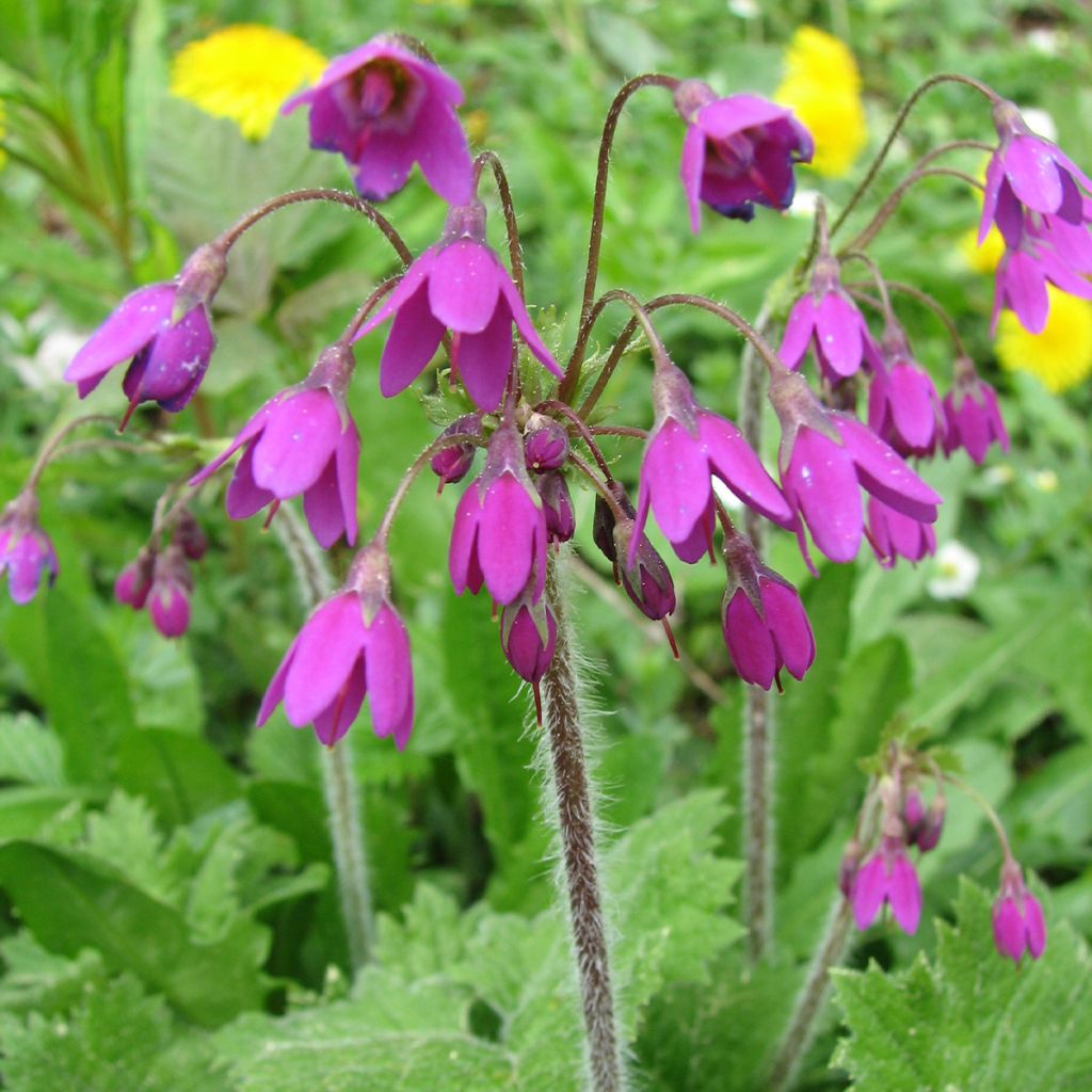 Cortusa matthioli ssp. pekinensis