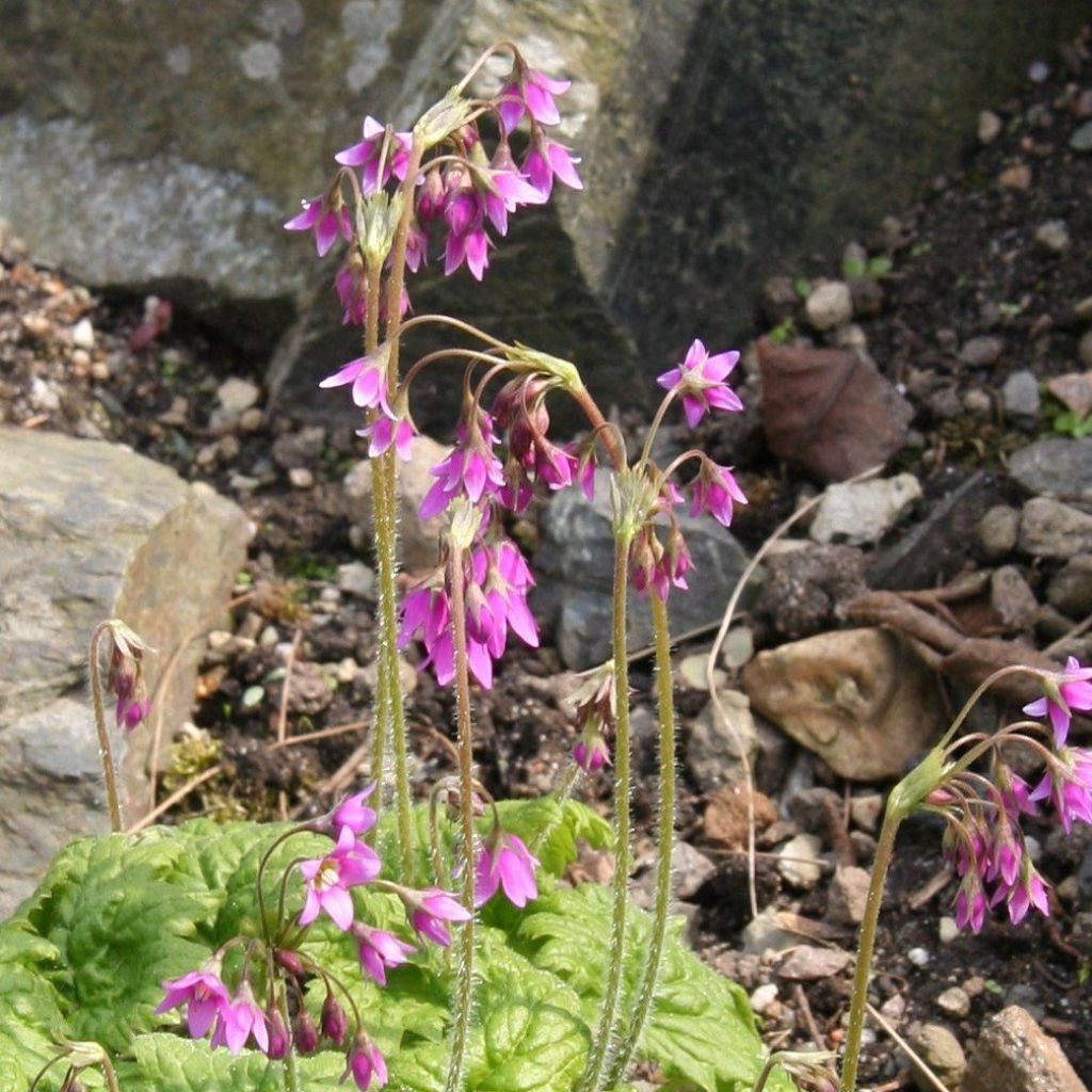 Cortusa matthioli ssp. pekinensis