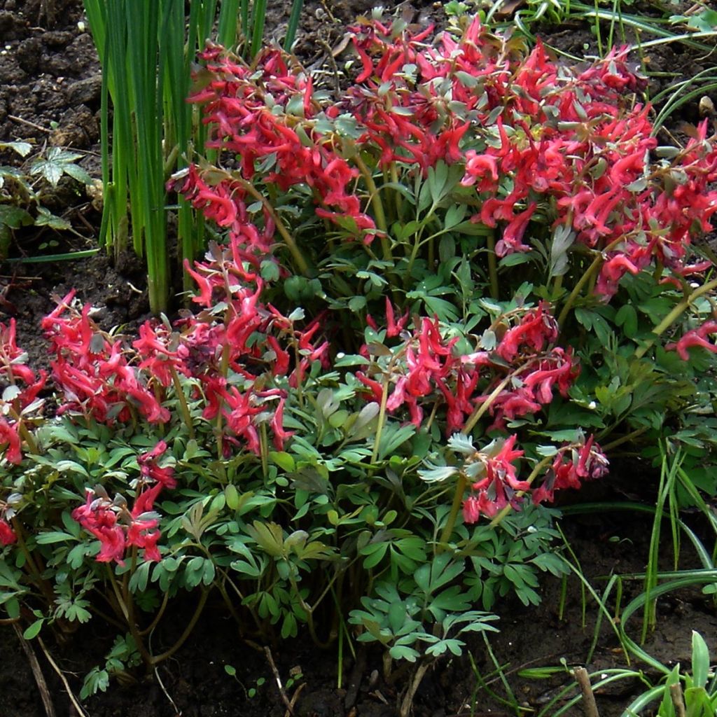 Corydalis Firebird - Corydale bulbeuse