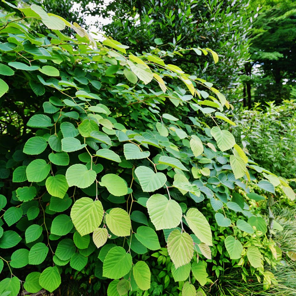 Corylopsis pauciflora