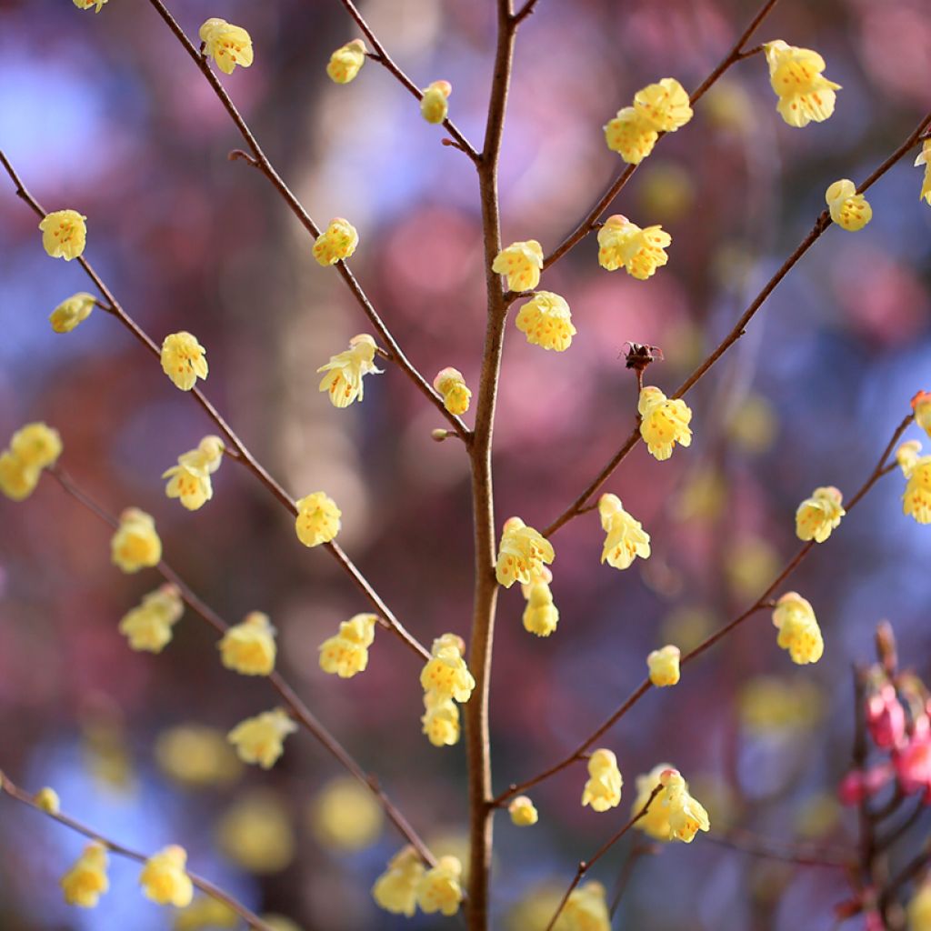 Corylopsis pauciflora