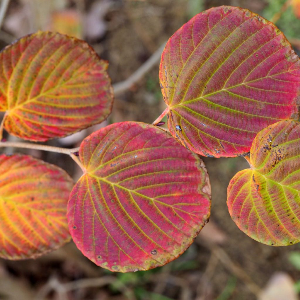 Corylopsis pauciflora