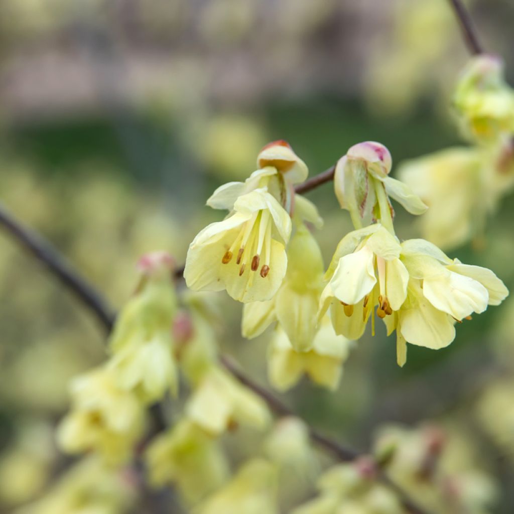 Corylopsis pauciflora