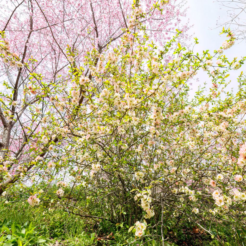 Corylopsis pauciflora