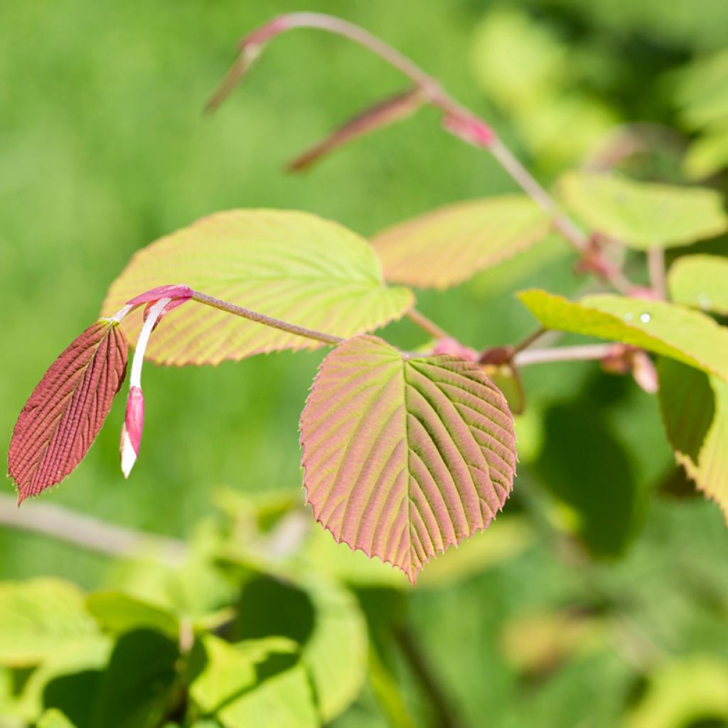 Corylopsis spicata